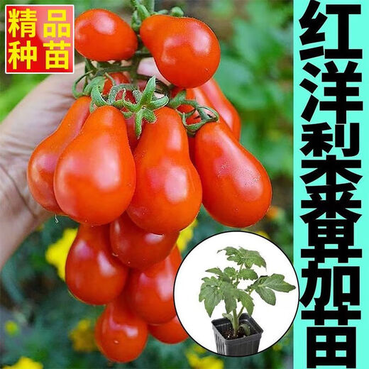 Red pear, yellow pear, cherry tomato seedlings, tomato cherry tomato seeds, four-season potted plants, balcony courtyard, 3 red pear + yellow pear tomato seedlings each