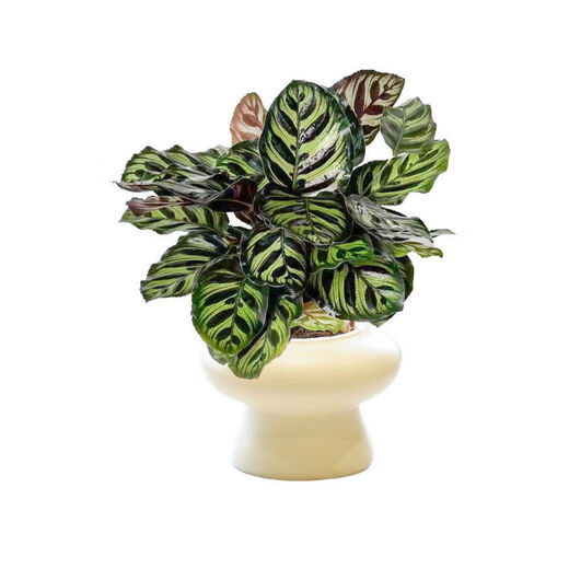 Peacock arrowroot potted green plant indoor foliage all-season evergreen air purification office lazy small potted plant Peacock arrowroot + Michelin circle resin pot with pot