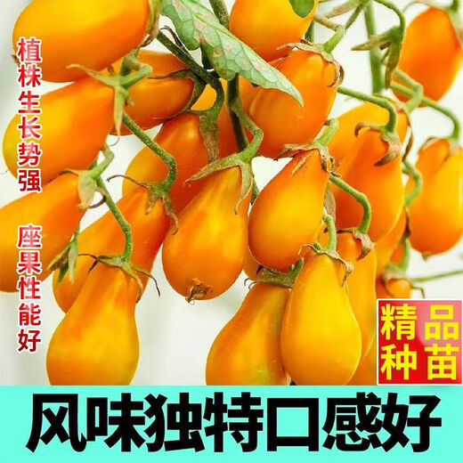 Red pear, yellow pear, cherry tomato seedlings, tomato cherry tomato seeds, four-season potted plants, balcony courtyard, 3 red pear + yellow pear tomato seedlings each