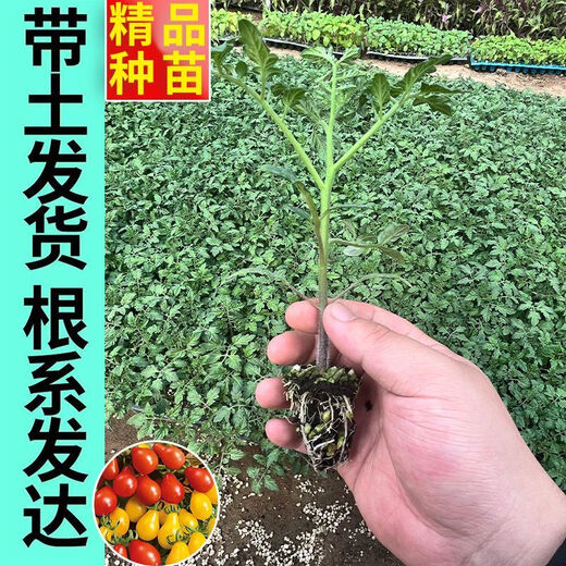 Red pear, yellow pear, cherry tomato seedlings, tomato cherry tomato seeds, four-season potted plants, balcony courtyard, 3 red pear + yellow pear tomato seedlings each
