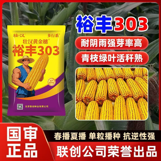 Yufeng 303 corn seed, short stem, lodging and drought resistant, double stick, nationally approved drought and flood resistant bract seed, approved by the Academy of Agricultural Sciences, 4200 grains, big stick dehydrates quickly