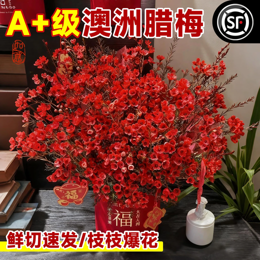 Linya Australian wintersweet flowers hydroponic fresh branches dry branches real flowers New Year's Eve flowers indoor New Year flowers winter winter plum fresh cut flowers Australian wintersweet 8 branches festive red free pendant