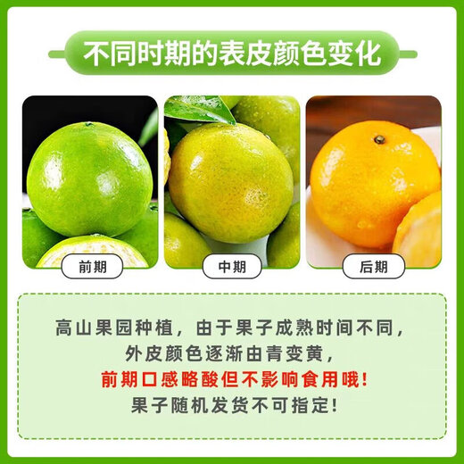 Hunan Mayang Zhijiang rock sugar orange, bursting with juice in one bite, seasonal fresh fruit tree-ripened rock sugar orange 50-60mm Mayang rock sugar orange with box 1Jin Jin equals 0.5kg, packed 50-60mm