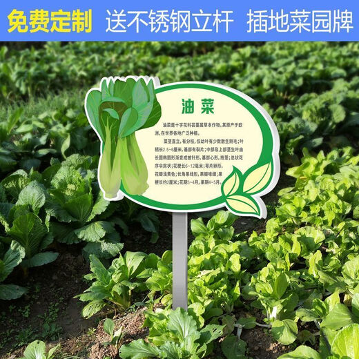 Introduction to Vinoya vegetables, vegetable garden vegetable patch, vegetable signage, vegetable variety display board, introduction to vegetables and fruits, 20x30cm (smaller size) 01 type + free stainless steel pole and screws