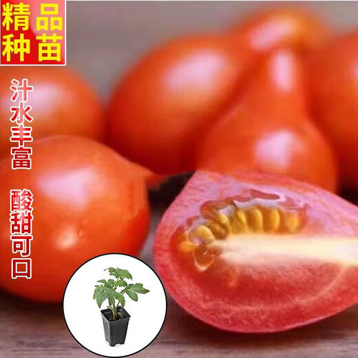 Red pear, yellow pear, cherry tomato seedlings, tomato cherry tomato seeds, four-season potted plants, balcony courtyard, 3 red pear + yellow pear tomato seedlings each