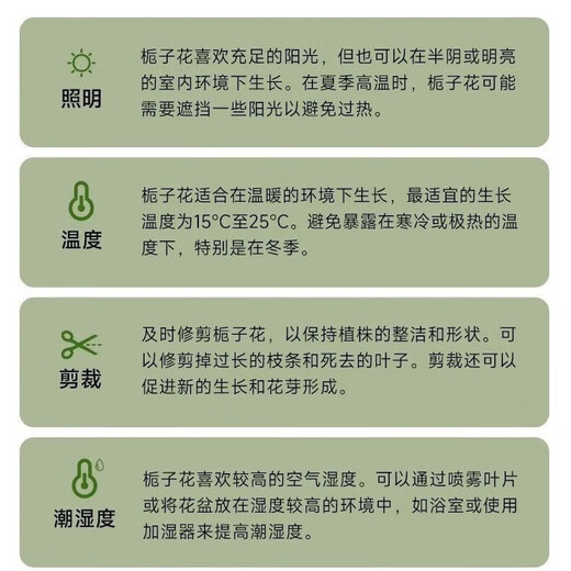 Loss Impulse Selected Gardenias for Four Seasons Indoor and Outdoor Cultivation to Purify the Air Green Plants Easy to Care Low Price 10-15cm 2 Plants Bloom a Small amount in the Year Strong Fragrance Gardenias Without Flowers