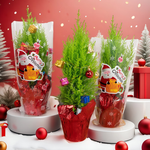 Merry Christmas small pine potted plant