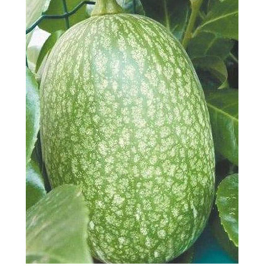 Grafted rootstock black pumpkin seeds grafted seeds black pumpkin seeds rootstock seeds black pumpkin black seeds black seeds 50 grams about 180 grains