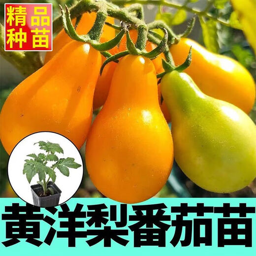 Red pear, yellow pear, cherry tomato seedlings, tomato cherry tomato seeds, four-season potted plants, balcony courtyard, 3 red pear + yellow pear tomato seedlings each