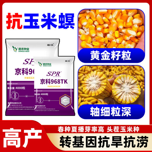 Strong man's genetically modified high-yielding corn seeds, Academy of Agricultural Sciences National Approval, Insect Resistance, Double Sticks, Large Sticks, Lodging Resistance, Drought Resistance, Disease Resistance, Corn Seeds, Transgenic Insect Resistance, High Germination Rate, 4000 grains, Disease Resistance