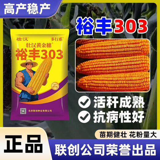 Yufeng 303 corn seed, short stem, lodging and drought resistant, double stick, nationally approved drought and flood resistant bract seed, approved by the Academy of Agricultural Sciences, 4200 grains, big stick dehydrates quickly