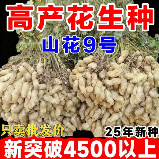 25-year-old new agricultural science peanut seeds, large seeds, disease-resistant, drought-tolerant, stable yield, shelled and flood-resistant field seeds and fruits, 25-year-old new seeds, thin shells and large fruits, Shanhua No. 9, no regrets if you don’t buy it, super original species 10Jin Jin equals 0.5kg, can be distributed in seed breeding base
