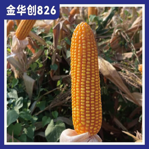 Jinhuachuang 826 new corn seed that is resistant to density, resistant to disease, lodging, rust and stable yield, 4826 grains/bag, 10 bags