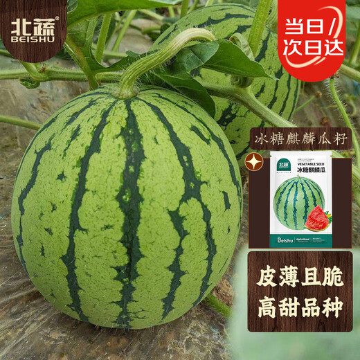 Beishu rock sugar unicorn watermelon seeds seedlings super sweet and crisp four-season fruit seeds rock sugar unicorn watermelon seeds about 50 pieces