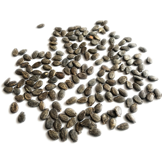 Zhongke Maohua melon and fruit seeds 16 degrees rock sugar Kirin watermelon seeds 8424 Hainan Kirin melon melts in the mouth thin skin Jingxin 16 degrees rock sugar Kirin 5g/bag