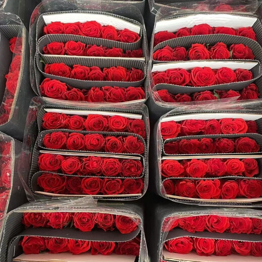 Jingdong Flowers Red Rose Boutique Soilless Culture New Year's Eve Flowers Valentine's Day Red Roses 10 Pack 45CM+ Straight from the Source