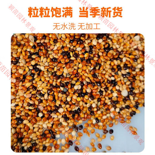 Five-color millet bird feed mixed grain rutin, chicken millet, tiger skin, peony, black phoenix, small and medium-sized parrots 1Jin Jin equals 0.5kg 5Jin Jin equals 0.5kg 500g five-color millet