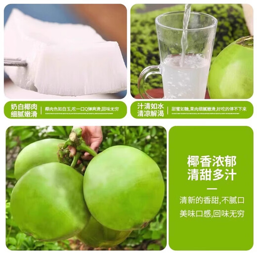 Hainan Wenchang Green Coconut with Skin Freshly Picked Coconut Juice Seasonal Fruit Coconut - Wancheng 4 pieces Hainan Green Coconut with Skin (Authentic Origin)
