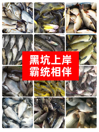 Ba Tong low-temperature food promoter, highly concentrated earthworm liquid, fishing medicine, wild fishing, Heikeng Reservoir crucian carp fish luring agent, highly concentrated earthworm liquid