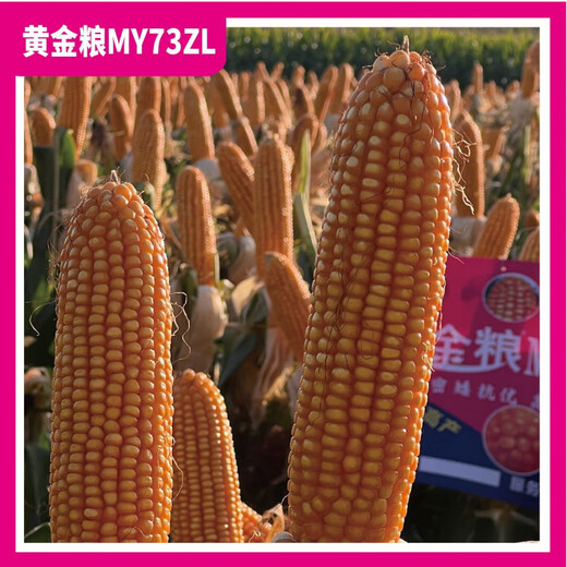 Golden Grain MY73ZL Генетически модифицированная версия Устойчива к насекомым, устойчива к глифосату, устойчива к ржавчине, семена кукурузы со стабильной урожайностью, устойчивые к болезням семена 5273 капсулы в пакете 10+1, чтобы получить 11 пакетов