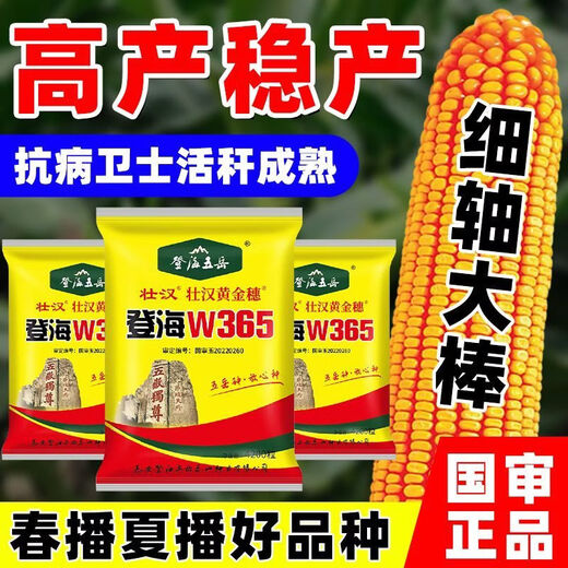 农科院玉米种子矮杆抗倒抗旱稳产双棒国审抗倒活秆熟苞谷种 登海W365【一袋4100粒】