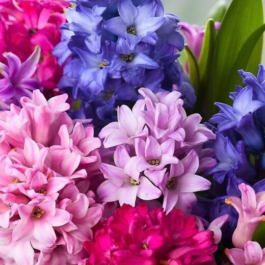 Jingdong Flowers Hyacinth imported from the Netherlands 1/single color vase with buds indoor potted hydroponic green plants flowers straight from the source