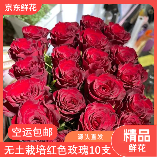 Jingdong Flowers Red Rose Boutique Soilless Culture New Year's Eve Flowers Valentine's Day Red Roses 10 Pack 45CM+ Straight from the Source
