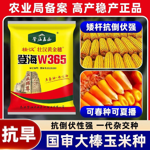农科院玉米种子矮杆抗倒抗旱稳产双棒国审抗倒活秆熟苞谷种 登海W365【一袋4100粒】