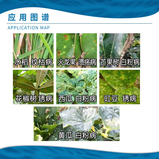Syngenta Green Fei 29% pyraclostrobin azoxystrobin cucumber powdery mildew pesticide fungicide 10ml100ml 10ml