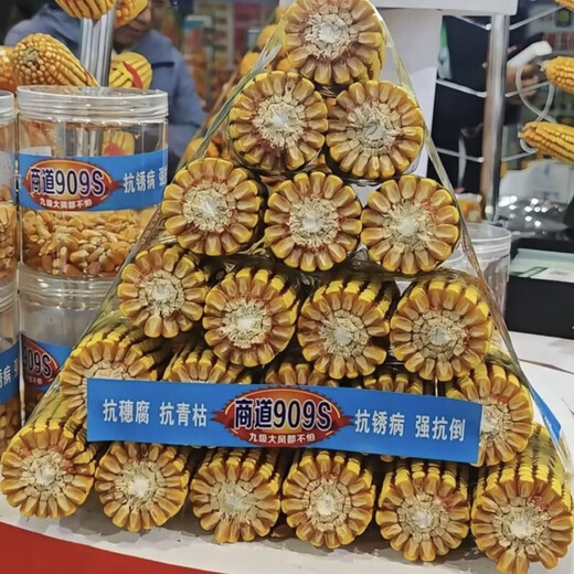 Семена кукурузы Shangdao 909S, длинные конские зубы с красными стержнями, устойчивость к болезням, устойчивость к полеганию, устойчивость к высоким температурам, высокая урожайность, Shangdao 909S 12 мешков, Song 3 мешка