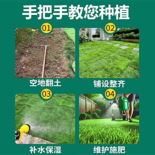 Lawn Real Turf Soil Villa Garden Courtyard Greening Plants Manila Lawn Soil Turf Four Seasons Green 0.5 Square Four Seasons Green/Turf Buy 10 square meters and get 1 square meter free