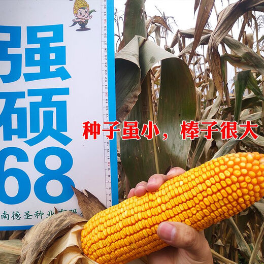 稳产强硕68玉米种子抗旱耐盐碱丰收保证厂家直发 国审高产种-4200粒