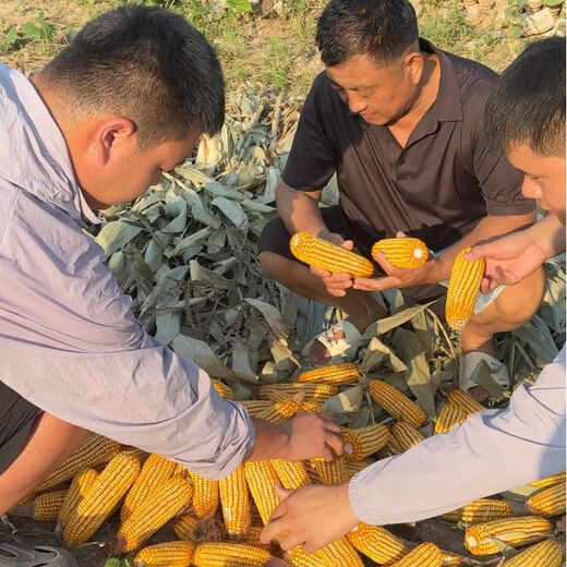 728 5,000 grains increase in quantity without price increase, national approval drought-tolerant, lodging, disease prevention and high-yielding corn seeds, national approval Longding 728-1 bag of 5,000 grains