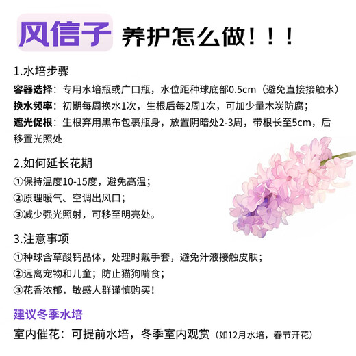 Jingdong Flowers Hyacinth imported from the Netherlands 1/single color vase with buds indoor potted hydroponic green plants flowers straight from the source