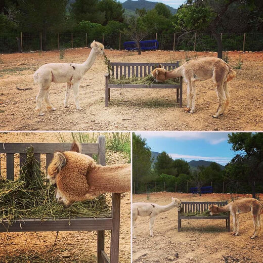 Alpaca fodder, cattle and sheep feed, alfalfa hay, sun-dried fodder, pig farm, sheep feed, cattle hay, alfalfa grass 20 Jin Jin equal to 0.5 kg, domestic first crop