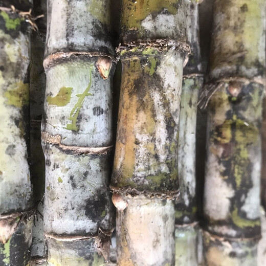 Authentic Taoshan sugarcane seedlings, green sugarcane seedlings, fruit sugarcane seedlings, 20 seeds, 2-4 coarse spores per root, 5 sugarcane spores (germination rate)