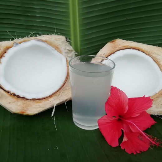 Hainan Wenchang Green Coconut with Skin Freshly Picked Coconut Juice Seasonal Fruit Coconut - Wancheng 4 pieces Hainan Green Coconut with Skin (Authentic Origin)