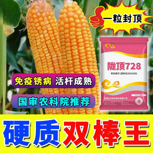 728 5,000 grains increase in quantity without price increase, national approval drought-tolerant, lodging, disease prevention and high-yielding corn seeds, national approval Longding 728-1 bag of 5,000 grains