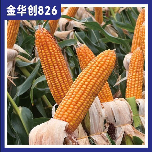 Jinhuachuang 826 new corn seed that is resistant to density, resistant to disease, lodging, rust and stable yield, 4826 grains/bag, 10 bags