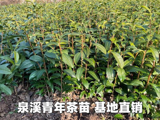 旺园兴龙井43茶苗乌牛早浙农117中茶108中黄越黄黄金芽安吉白茶绿茶叶树 金香玉茶苗100株