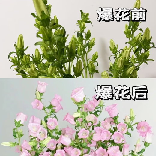 Exploding machine, 5 random colors of campanula flowers