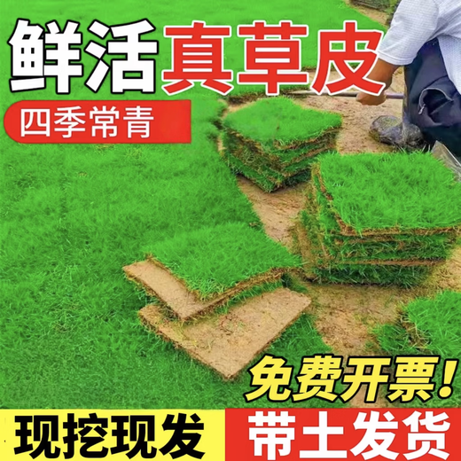 Lawn Real Turf Soil Villa Garden Courtyard Greening Plants Manila Lawn Soil Turf Four Seasons Green 0.5 Square Four Seasons Green/Turf Buy 10 square meters and get 1 square meter free