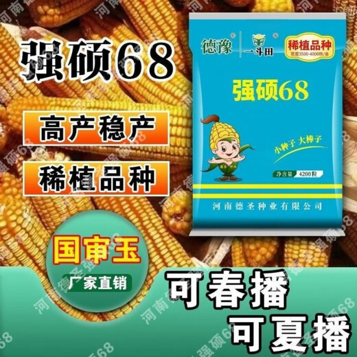 稳产强硕68玉米种子抗旱耐盐碱丰收保证厂家直发 国审高产种-4200粒