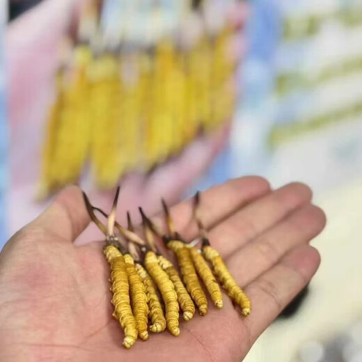 2025 Cordyceps frescos Auténtico Cordyceps fresco de primera fase 1,2 g/raíz Cordyceps fresco auténtico Suplemento de regalo gratuito Más de 1,2 g/raíz Almacenamiento congelado 100 Cordyceps frescos