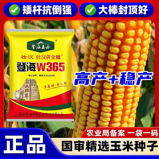 农科院玉米种子矮杆抗倒抗旱稳产双棒国审抗倒活秆熟苞谷种 登海W365【一袋4100粒】
