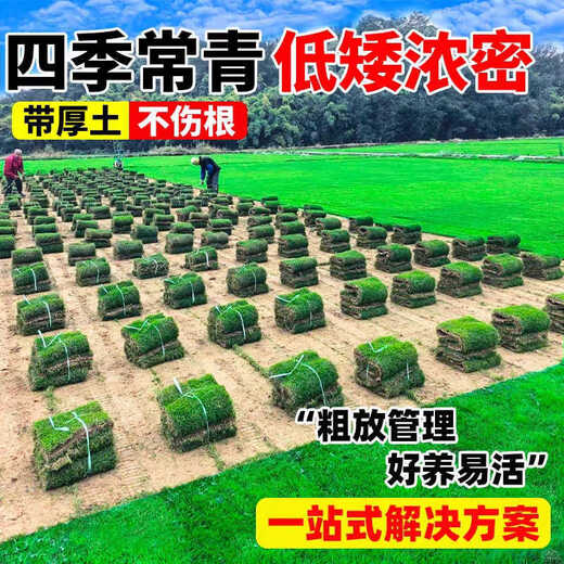 Turf soil real lawn with soil four-season green Manila turf villa courtyard greening grass Taiwan grass 0.5 square meters bentgrass buy 5 square meters and get 0.5 square meters