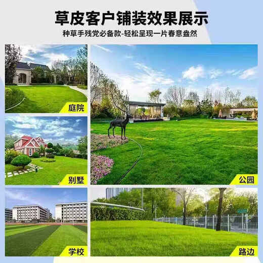 Lawn Real Turf Soil Villa Garden Courtyard Greening Plants Manila Lawn Soil Turf Four Seasons Green 0.5 Square Four Seasons Green/Turf Buy 10 square meters and get 1 square meter free