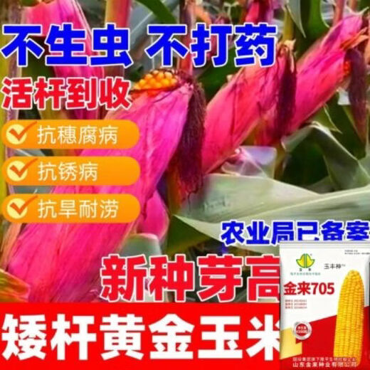 Jinlai 705 National Approval Red Shaft Big Stick Stable Yield Stable Yield Resistance to Diseases Resistant to Blight and Lodging Stable Yield Corn Seeds National Approval Jinlai 705 1 Mu Increased Production Package Affordable