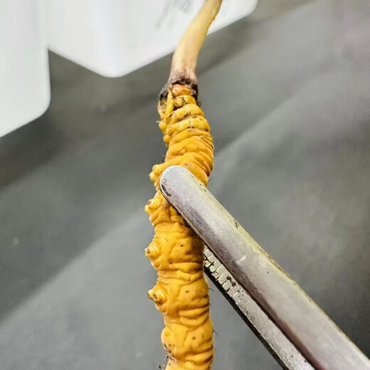 2025 Cordyceps frescos Auténtico Cordyceps fresco de primera fase 1,2 g/raíz Cordyceps fresco auténtico Suplemento de regalo gratuito Más de 1,2 g/raíz Almacenamiento congelado 100 Cordyceps frescos