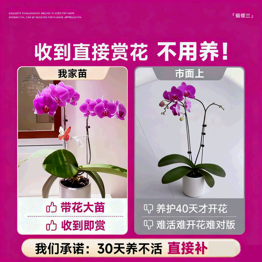 European bud Phalaenopsis potted plant with buds, living room office desktop, good for all seasons, flowers and green plants for opening, fairy pink Phalaenopsis 6 foils, with buds + ceramic flower pots, good with potted plants